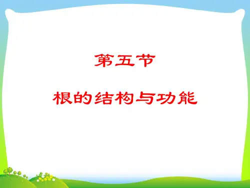 根的结构及功能-课件