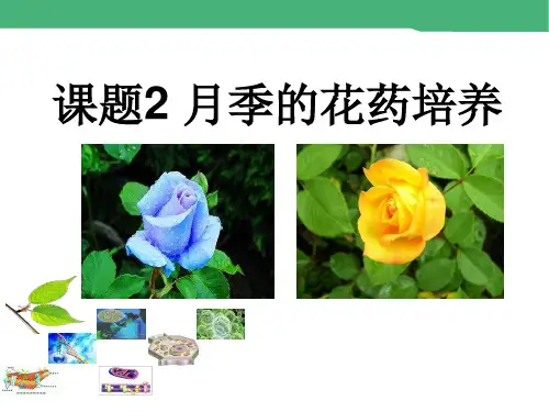 2015-2016学年 3.2《月季的花药培养》课件