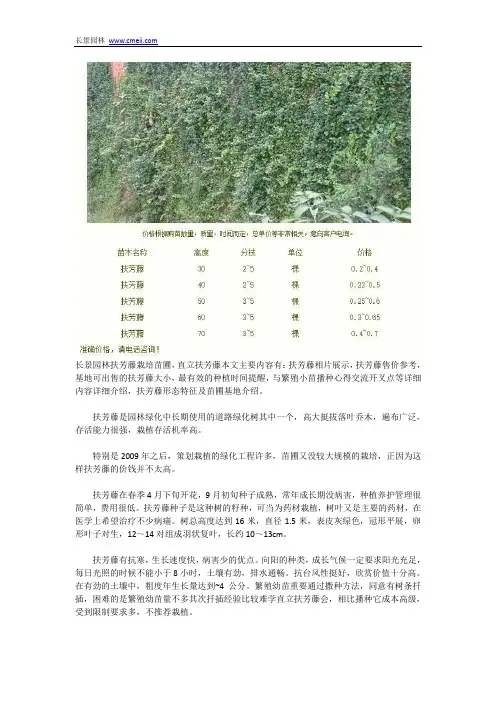 直立扶芳藤