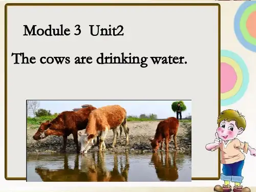 六年级下册英语Module 3 Unit 2 The cows are drinking water.