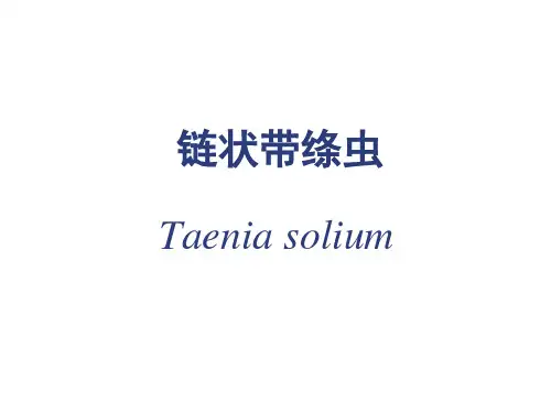 寄生虫学：链状带绦虫学生