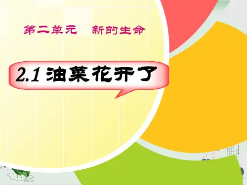 四年级下册科学课件油菜花开了教科版(共20张PPT)