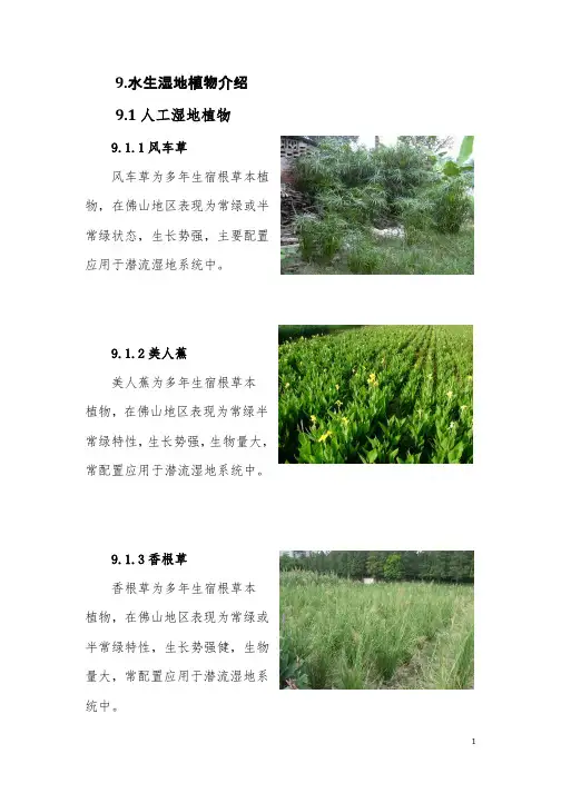 水生湿地植物介绍