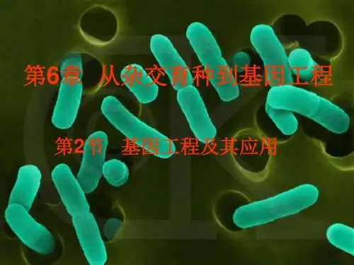 从杂交育种到基因工程 课件  高中生物课件
