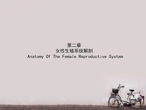 《妇产科学》女性生殖系统解剖  ppt课件