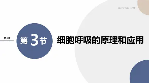 新教材-高中生物学-RJ-必修1第5章- 第3节