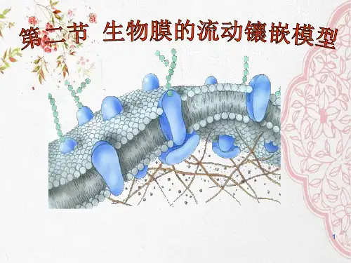 新版人教生物生物膜的流动镶嵌模型(共30张PPT)学习演示PPT课件