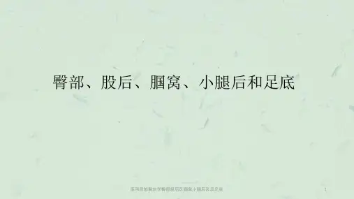 医用局部解剖学臀部股后区腘窝小腿后区及足底课件