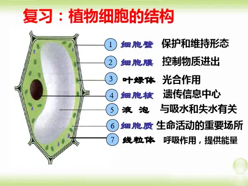 第二节 人和动物细胞的结构与功能课件 苏教版生物七年级上册