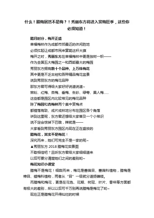 什么！腊梅居然不是梅？！秀丽东方将进入赏梅旺季，这些你必须知道！