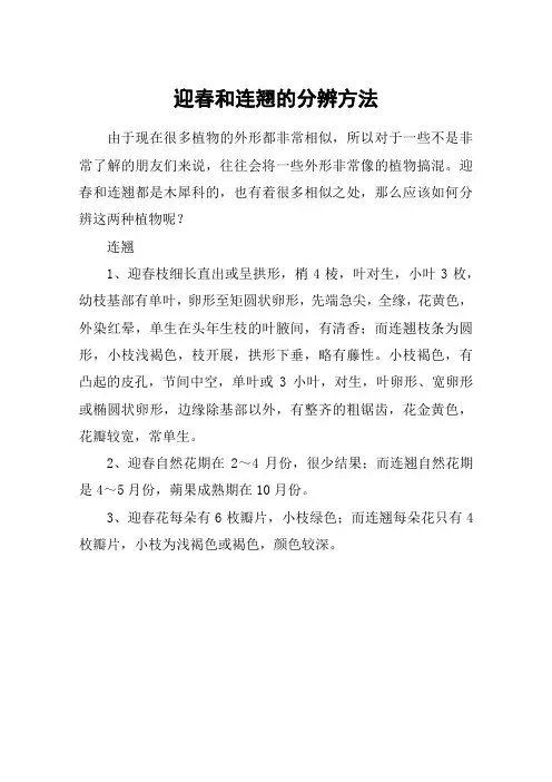 迎春和连翘的分辨方法