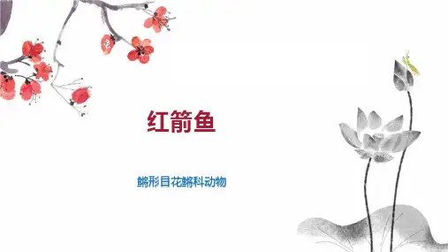 红箭鱼    
