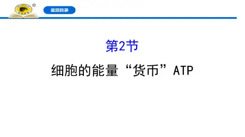 细胞的能量“货币”ATP