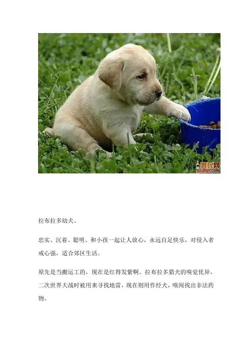 最齐全的狗狗种类图片