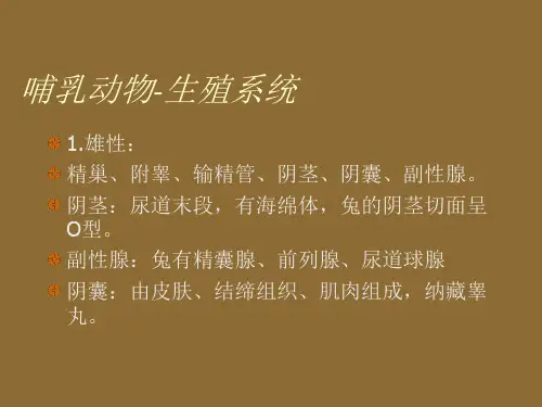 哺乳动物-生殖系统