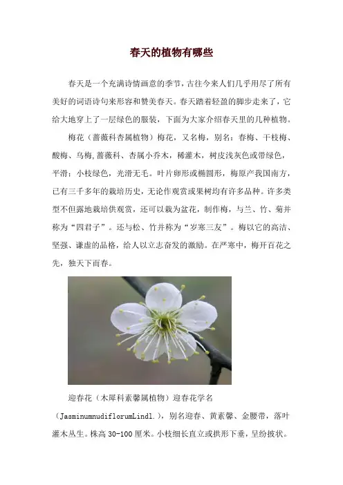 春天的植物有哪些