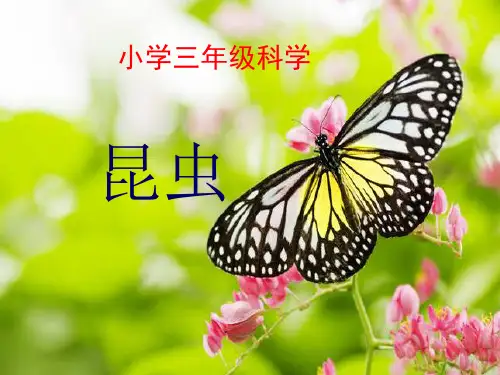三年级下册科学课件-3.4昆虫  ｜湘科版(一起)            (共20张PPT)