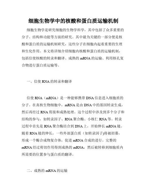 细胞生物学中的核酸和蛋白质运输机制