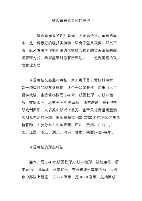雀舌黄杨盆景如何养护