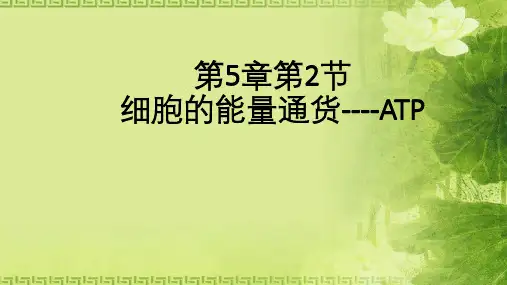 人教版必修1 生物：5.2 细胞的能量“通货”—ATP 课件(共22张PPT)
