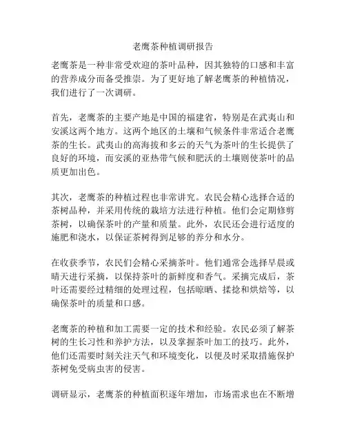 老鹰茶种植调研报告