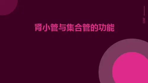 肾小管与集合管的功能
