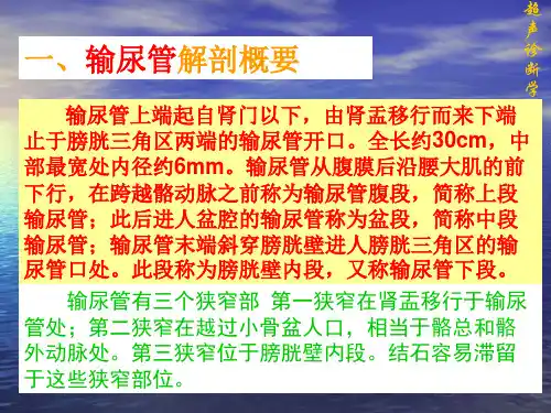 输尿管的超声诊断学