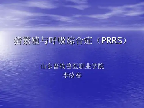 猪繁殖与呼吸综合