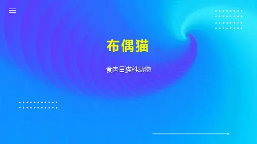 布偶猫    