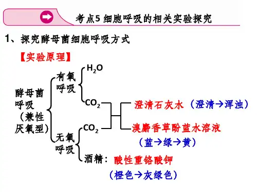 探究酵母菌细胞呼吸的方式实验