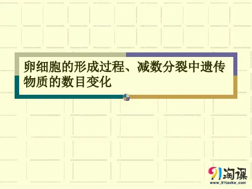 课件7：2.1.2卵细胞的形成过程、减数分裂中遗传物质的数目变化 