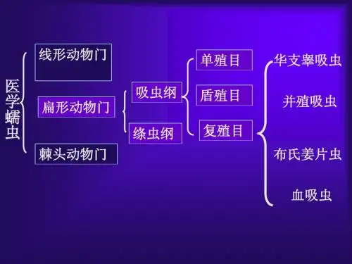 吸虫概述、肝吸虫4‘