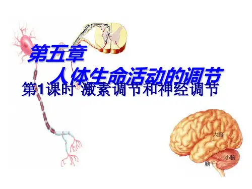 济南版七年级生物下册第三单元第五章人体生命活动的调节 复习课件(共37张PPT)