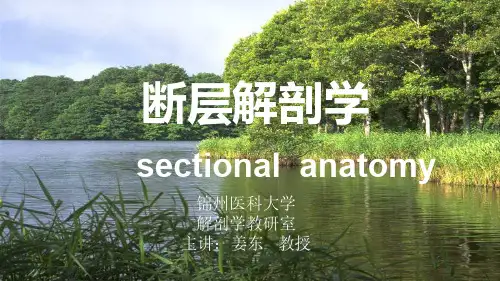 断层解剖学