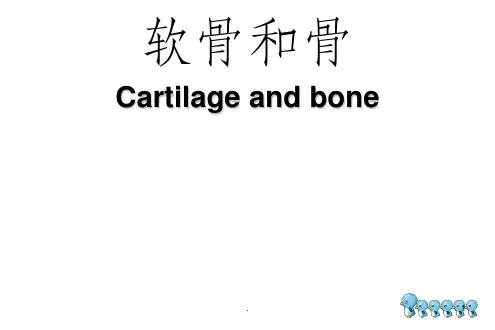 骨和软骨ppt课件