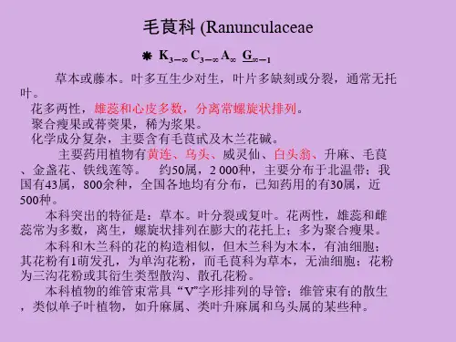 10.毛茛科
