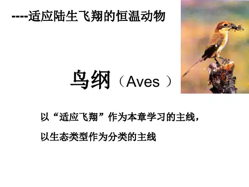 《动物学》教学课件：19 鸟纲