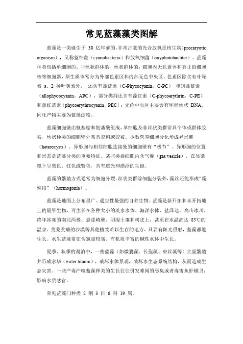 常见蓝藻藻类图解