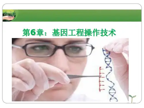 分子生物学基因工程操作技术-2课件