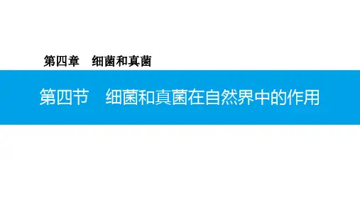 5.4.4 细菌和真菌在自然界中的作用-2020年秋人教版八年级上册生物课件(共18张PPT)