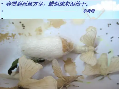 四级下册 养蚕经验交流会 苏教版