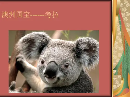 澳洲国宝--考拉