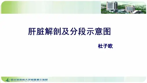 肝脏解剖及分段