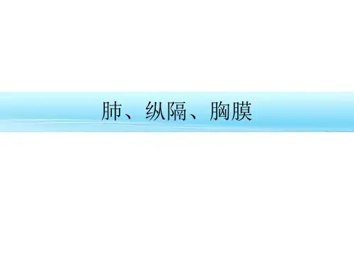 解剖学课件-肺、纵隔、胸膜