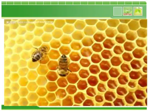 高中数学人教B版必修2 第一章《立体几何初步》蜂巢中的几何 研究课 课件(共24张PPT)