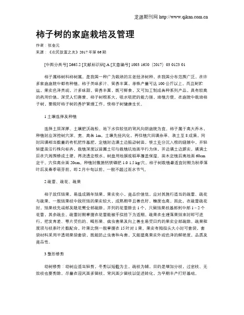 柿子树的家庭栽培及管理