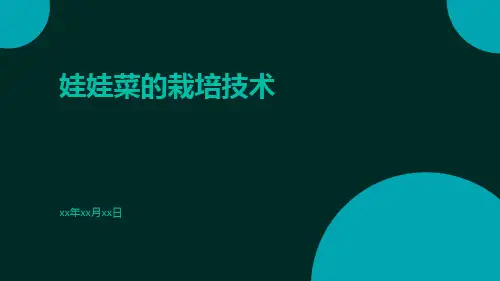 娃娃菜的栽培技术