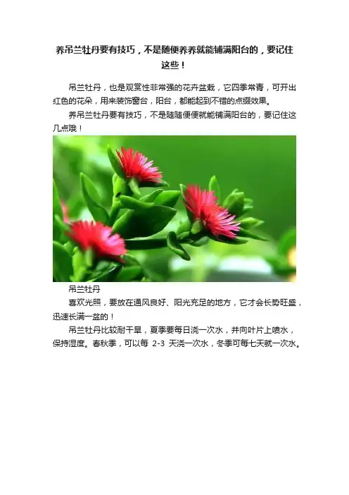 养吊兰牡丹要有技巧，不是随便养养就能铺满阳台的，要记住这些！
