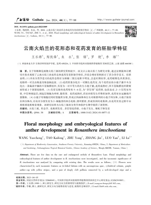 云南火焰兰的花形态和花药发育的胚胎学特征