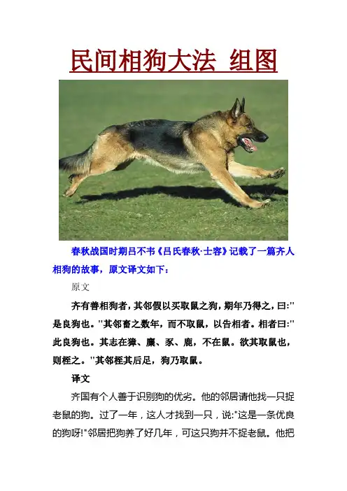 相狗经：民间相狗大法 组图